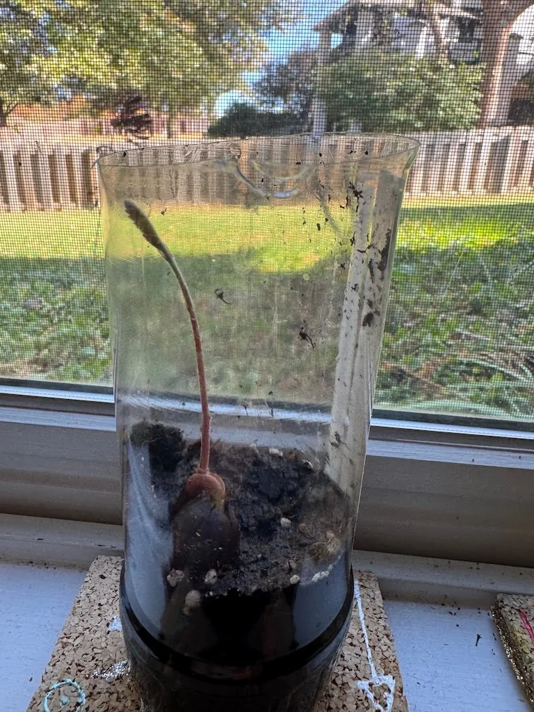 Sprouting an Acorn — The 21st Century Matriarch